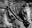 Roman Horse Collars, c. 106 AD